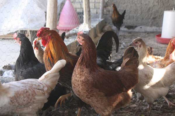 شهروندان مرغ و پرنده زنده از دست‌فروشان نخرند