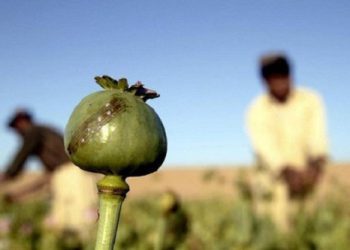 کشف چهار هزار بوته خشخاش