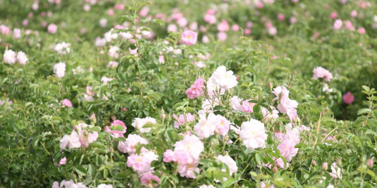 کاشت گل محمدی در میبد