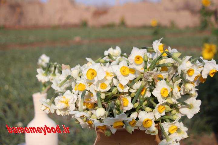 اولین جشنواره گل نرگس استان یزد در مزرعه الگویی «شهلا سلطان» میبد