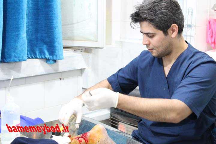 استاد شجریان کلینیک زخم نوین میبد