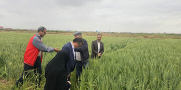 مزارع گندم بازدید از مزارع گندم میبد