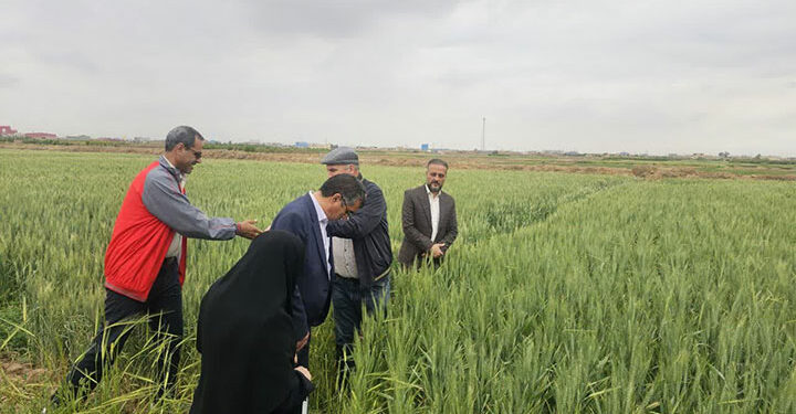 مزارع گندم بازدید از مزارع گندم میبد