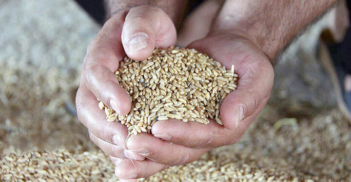 خرید تضمینی گندم